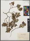 Foto von Salix starkeana Willd.